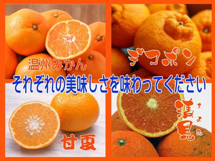 【みーみーちゃん】詰め合わせ12本+蜂蜜2本　同送