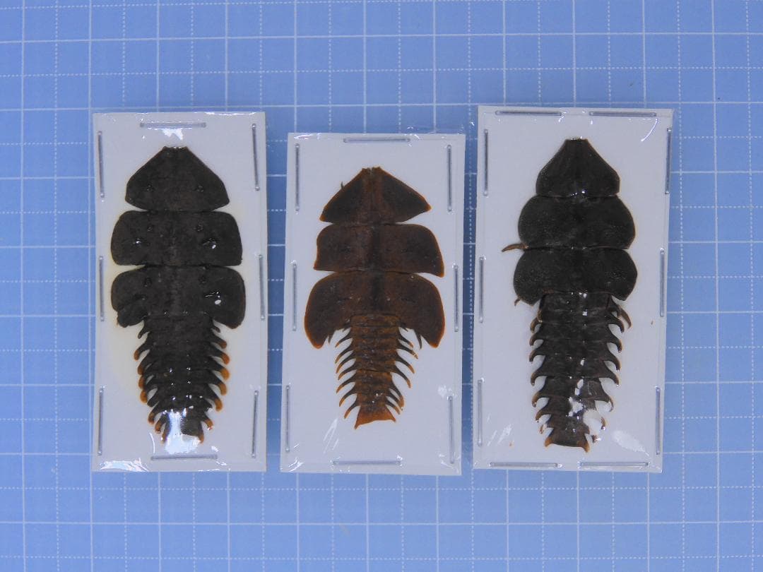 そばぼうろ様 リクエスト 9点 まとめ商品