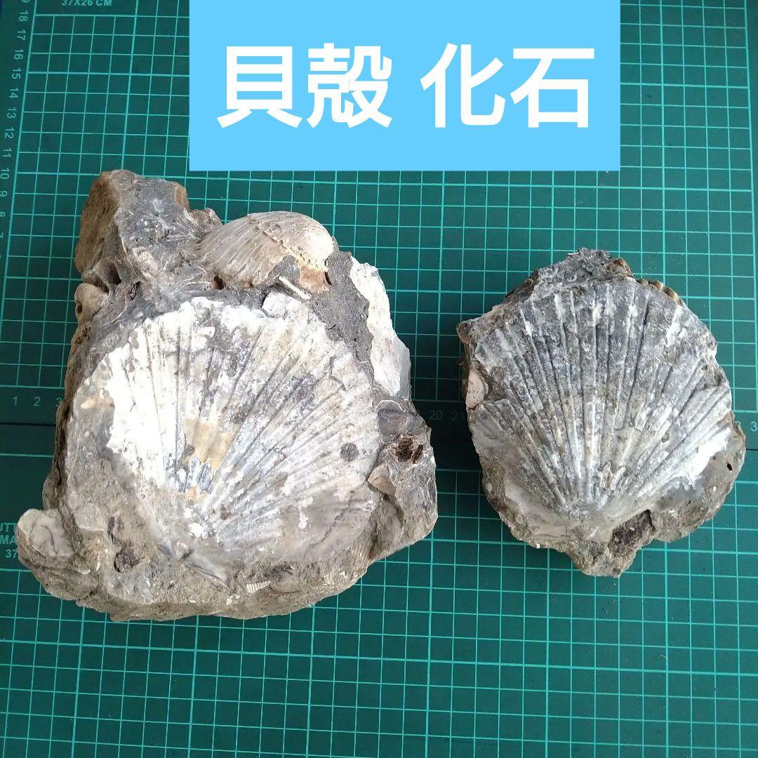 化石 貝殻 セット 標本 研究 古代生物 コレクション