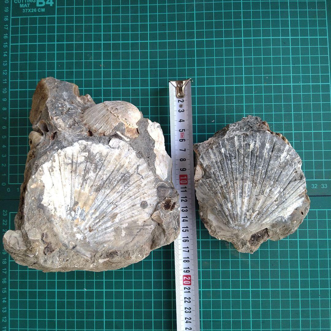 化石 貝殻 セット 標本 研究 古代生物 コレクション