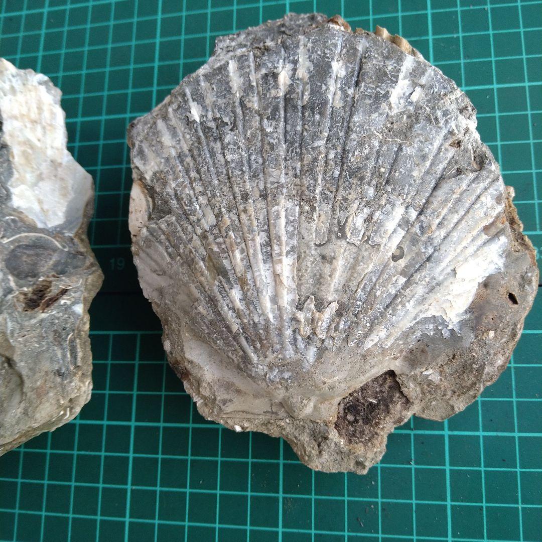 化石 貝殻 セット 標本 研究 古代生物 コレクション