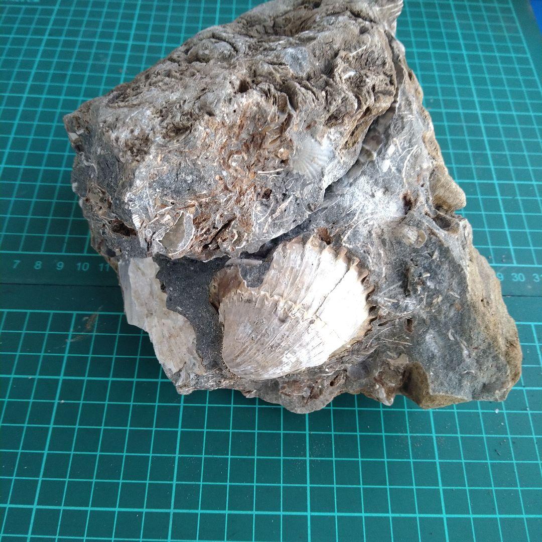 化石 貝殻 セット 標本 研究 古代生物 コレクション