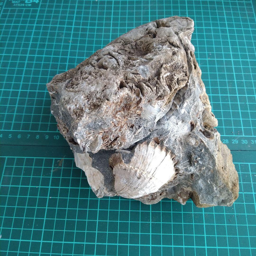 化石 貝殻 セット 標本 研究 古代生物 コレクション