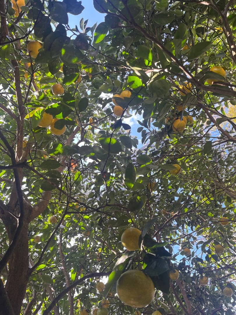 令和8年度 甘夏蜜柑 カワノナツダイダイ 贈答用　ご注文専用ページ