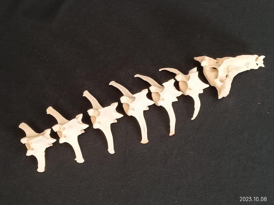 【お買い得】【美品】ニホンジカメス３６Kg　骨格標本　頭骨・舌骨・腰椎・仙椎