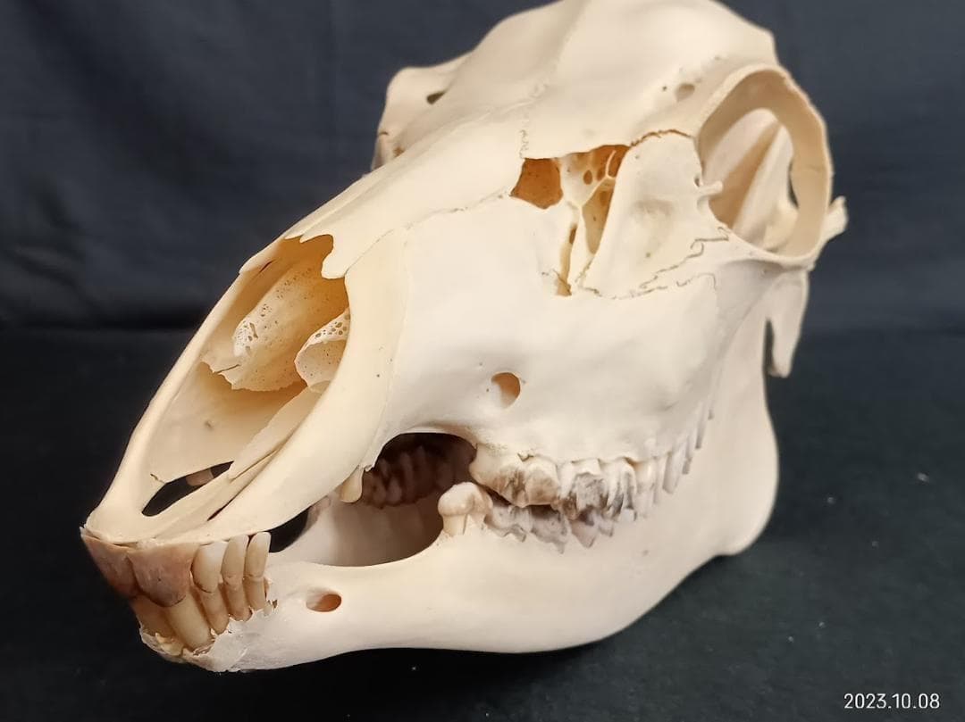 【お買い得】【美品】ニホンジカメス３６Kg　骨格標本　頭骨・舌骨・腰椎・仙椎