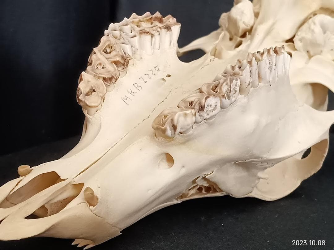 【お買い得】【美品】ニホンジカメス３６Kg　骨格標本　頭骨・舌骨・腰椎・仙椎