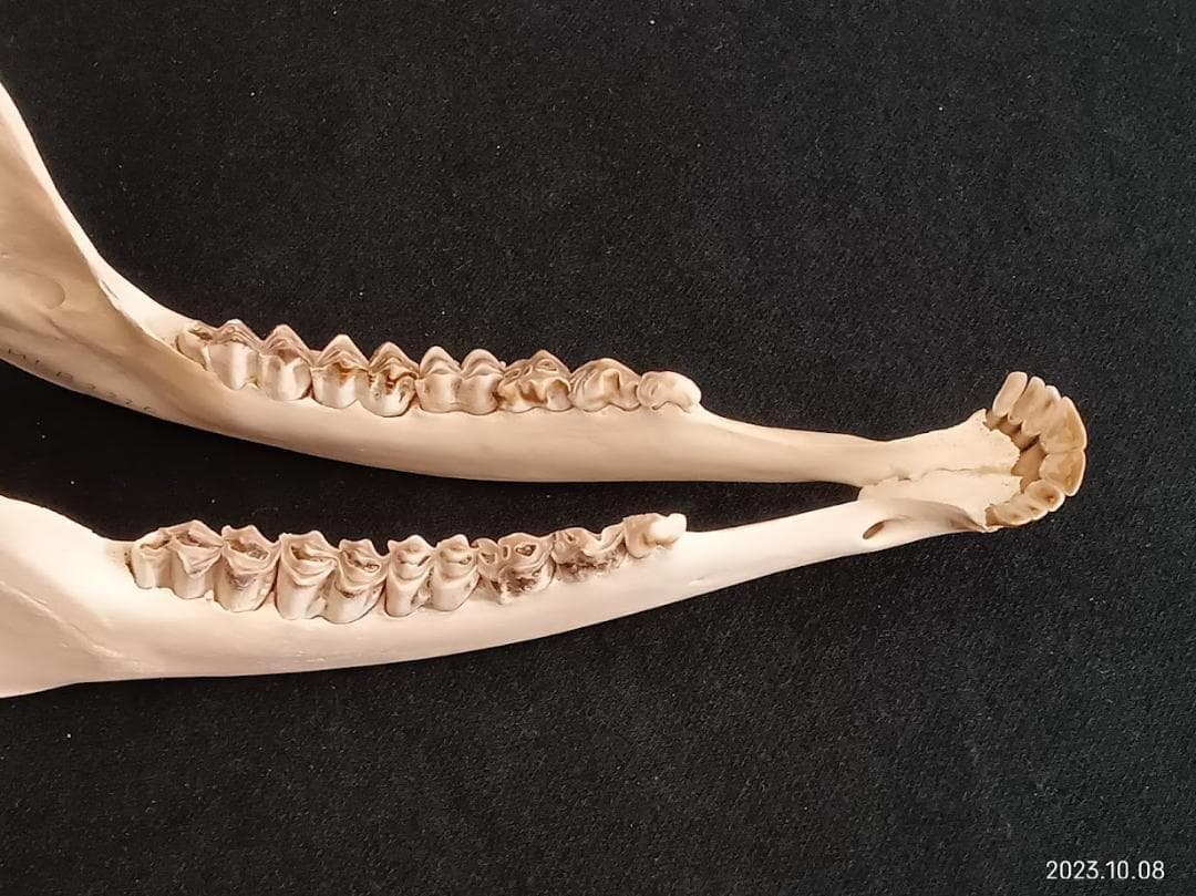 【お買い得】【美品】ニホンジカメス３６Kg　骨格標本　頭骨・舌骨・腰椎・仙椎