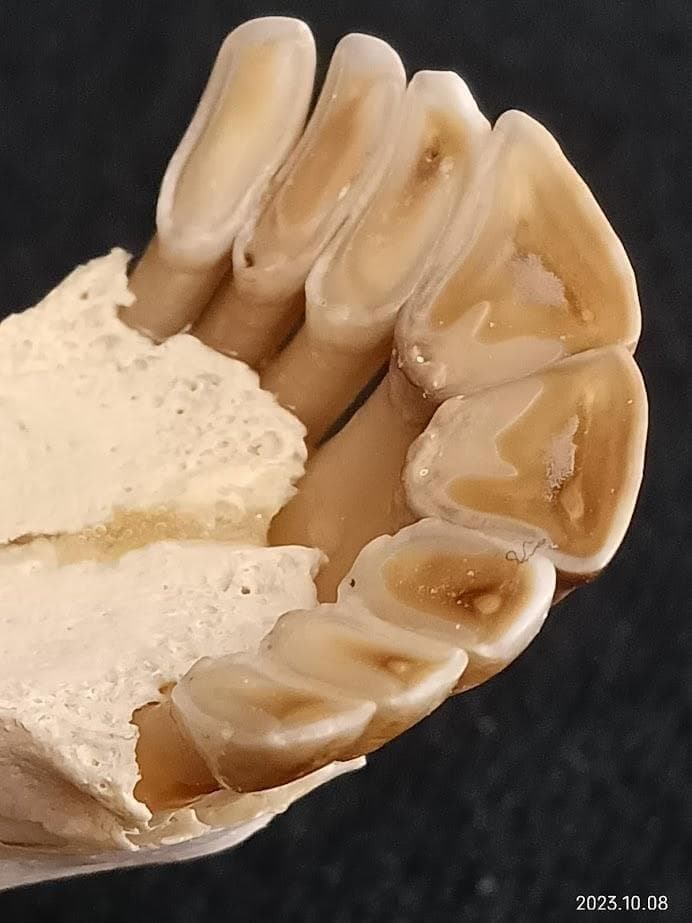 【お買い得】【美品】ニホンジカメス３６Kg　骨格標本　頭骨・舌骨・腰椎・仙椎