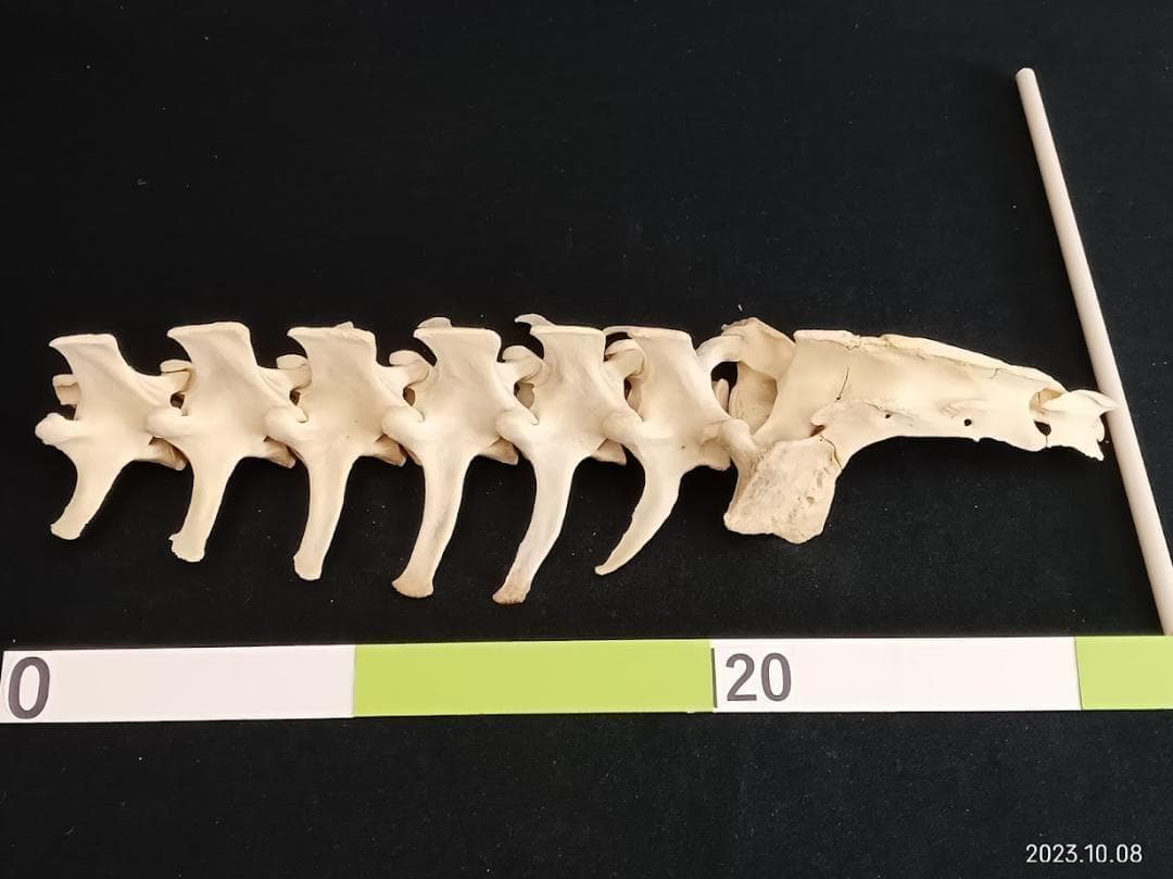 【お買い得】【美品】ニホンジカメス３６Kg　骨格標本　頭骨・舌骨・腰椎・仙椎