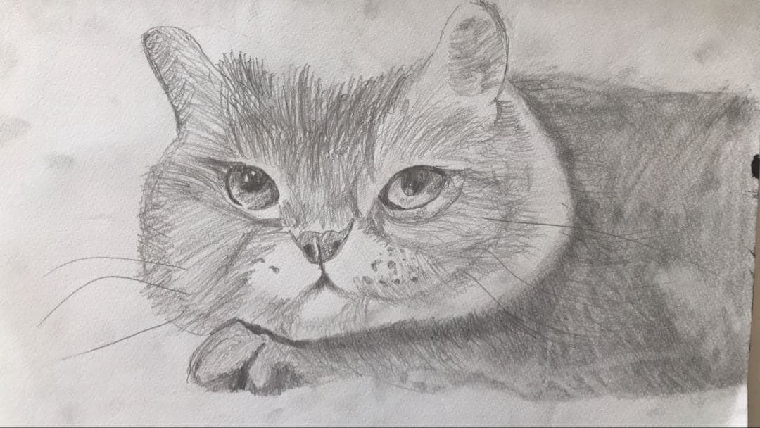 猫の鉛筆画