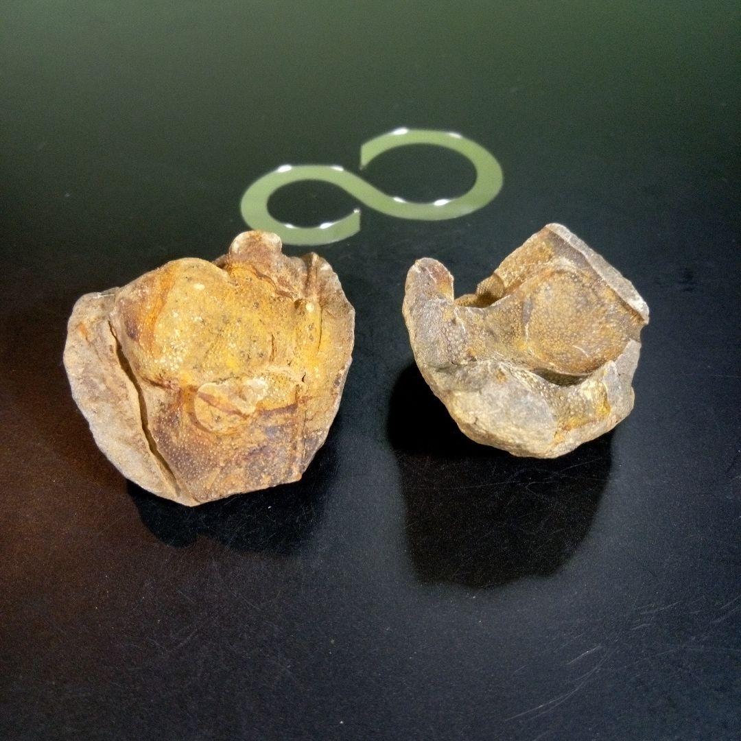 三葉虫　化石　fossil　海　ボリビア産　trilobite　ボリビア化石郡③