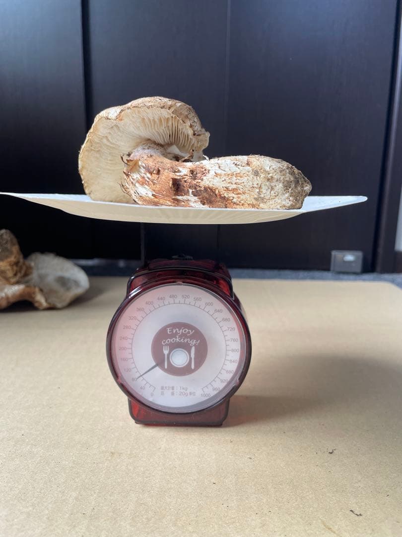 2025.11.24採れたて広島県廿日市産　松茸7本　合計約720グラム