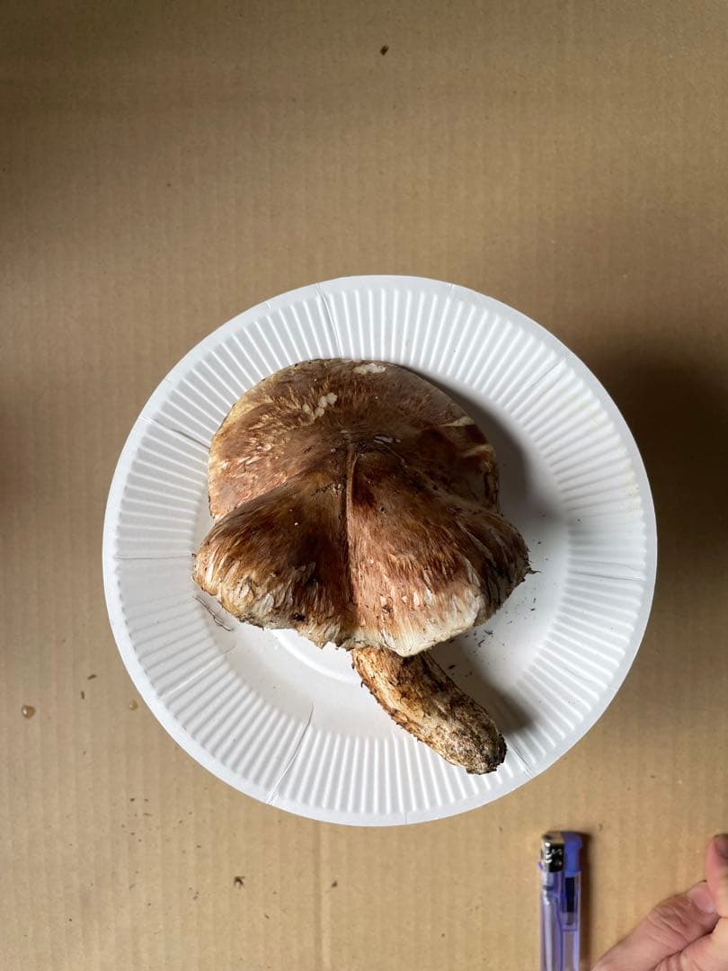 2025.11.24採れたて広島県廿日市産　松茸7本　合計約720グラム