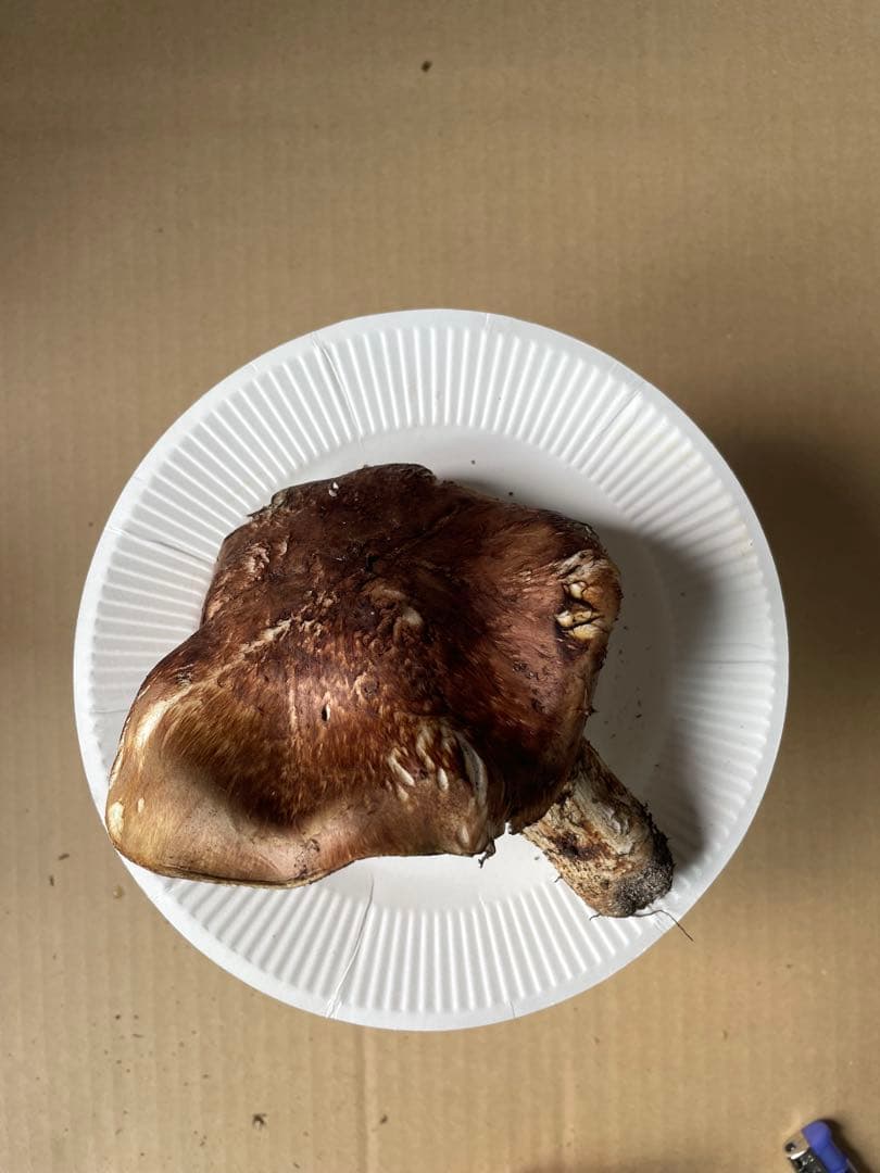 2025.11.24採れたて広島県廿日市産　松茸7本　合計約720グラム