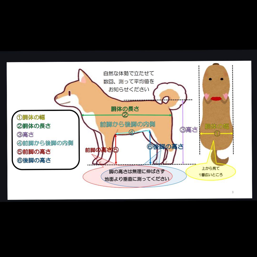 ジャックラッセルテリア4輪　リハビリ　食事補助　犬用車椅子　体制維持　犬の歩行器