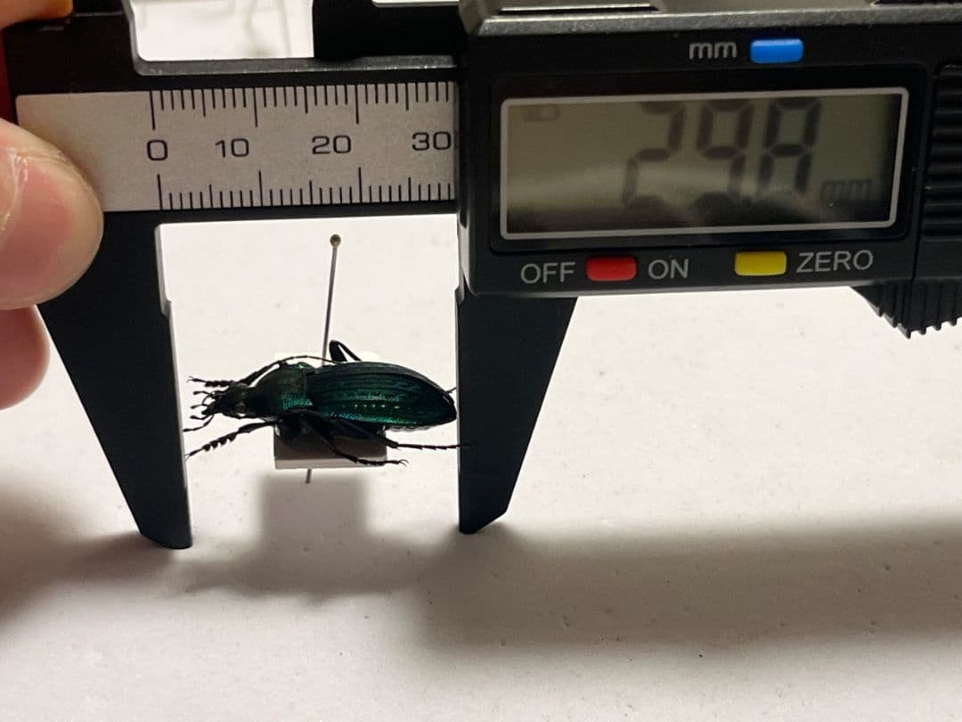 【29mm】コブスジキンイロオサムシ エリスカブリモドキ オサムシ標本