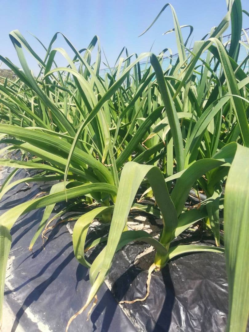 【送料無料】令和7年度産 無農薬 バラにんにく 5kg ニンニク