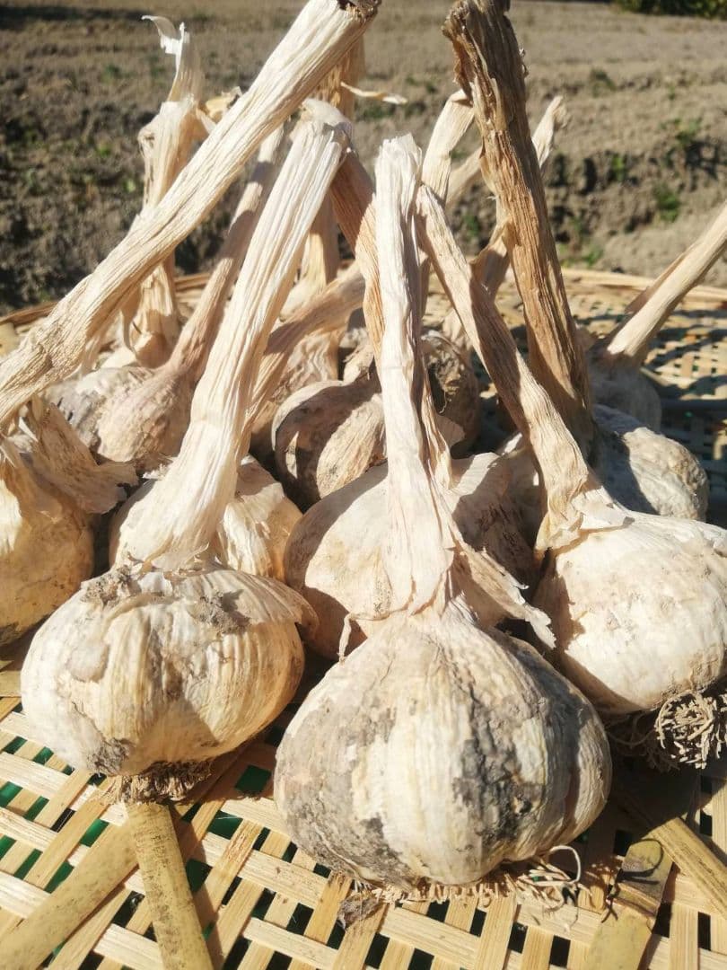 【送料無料】令和7年度産 無農薬 バラにんにく 5kg ニンニク