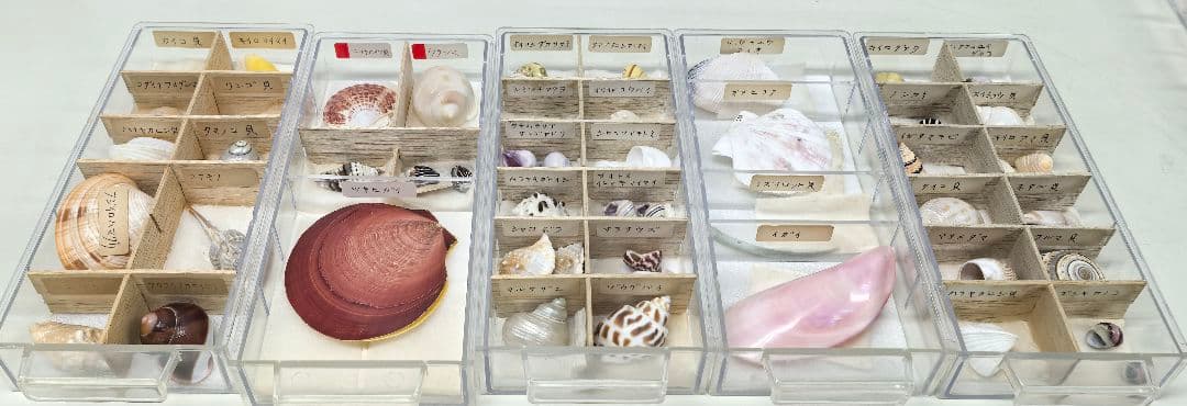 か*め様 貝殻標本 貝殻 大量セット 海洋資料 研究材料