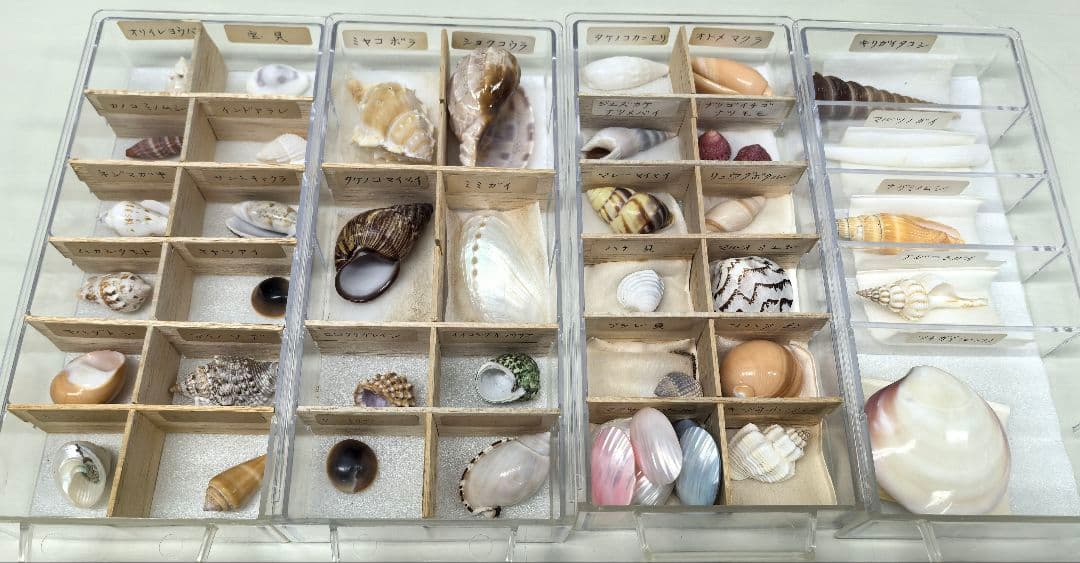 か*め様 貝殻標本 貝殻 大量セット 海洋資料 研究材料