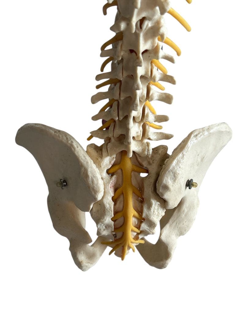 ●脊椎モデル 骨格模型 ソムソ ドイツ製 スタンド付き 整体カイロプラクティック