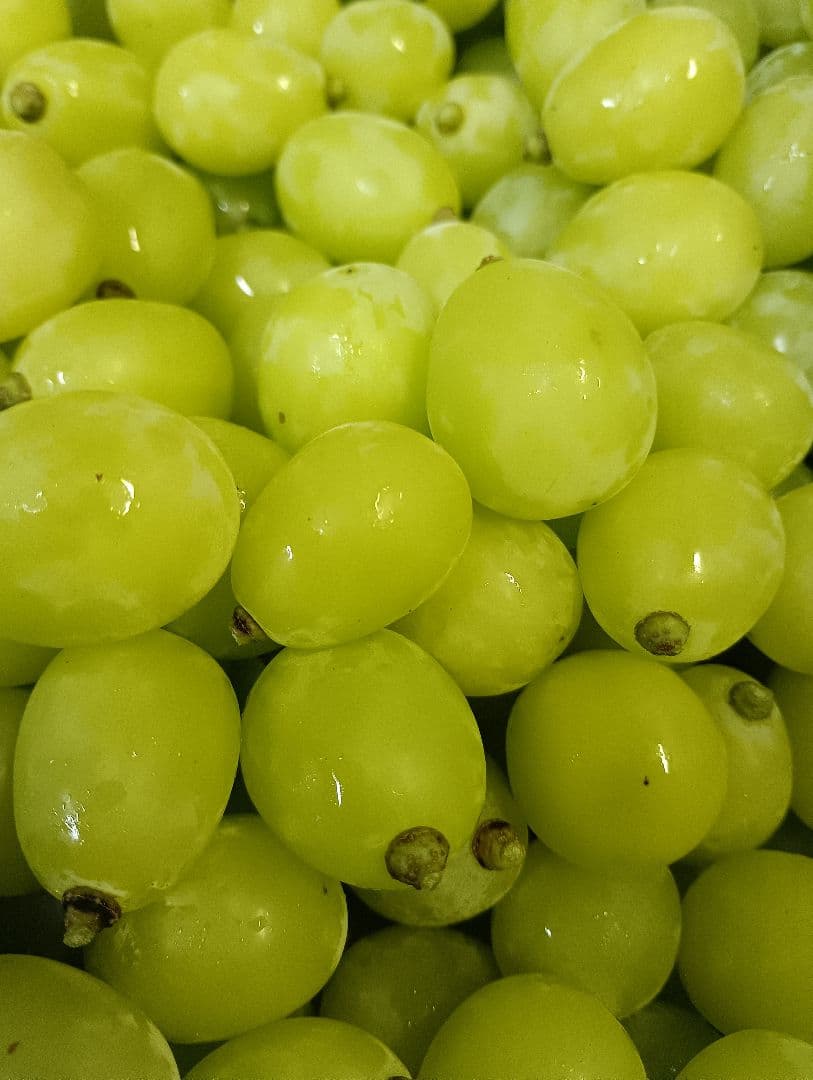 シャインマスカット大粒グリーン多め入り5キロの粒バック入りになります。