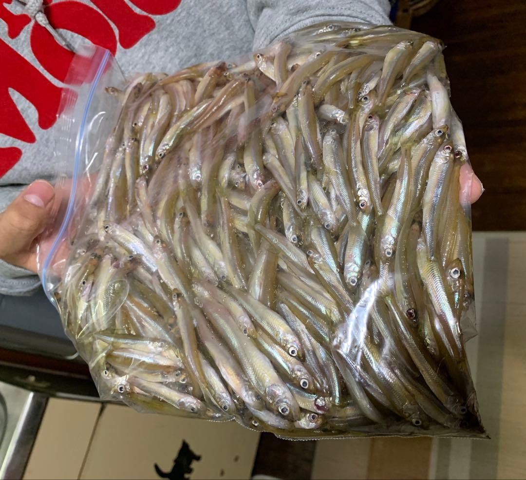 新作穂先　ワカサギステンレス穂先　２本３００ミリ