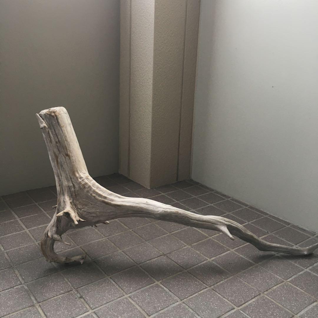 流木　自立　アク抜済み爬虫類 シェルター 登り木 上り木 テラリウム 苔リウム