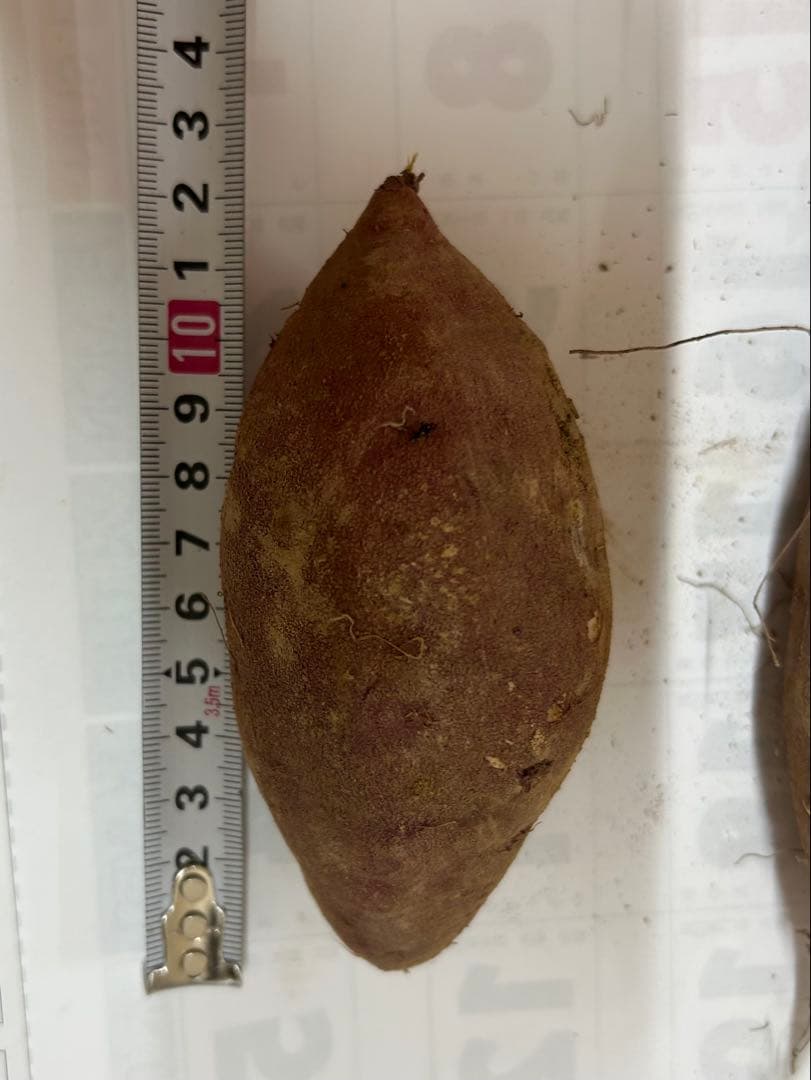 熟成紅あずま さつまいも 大分県豊後大野市超熟成紅あずま20kg