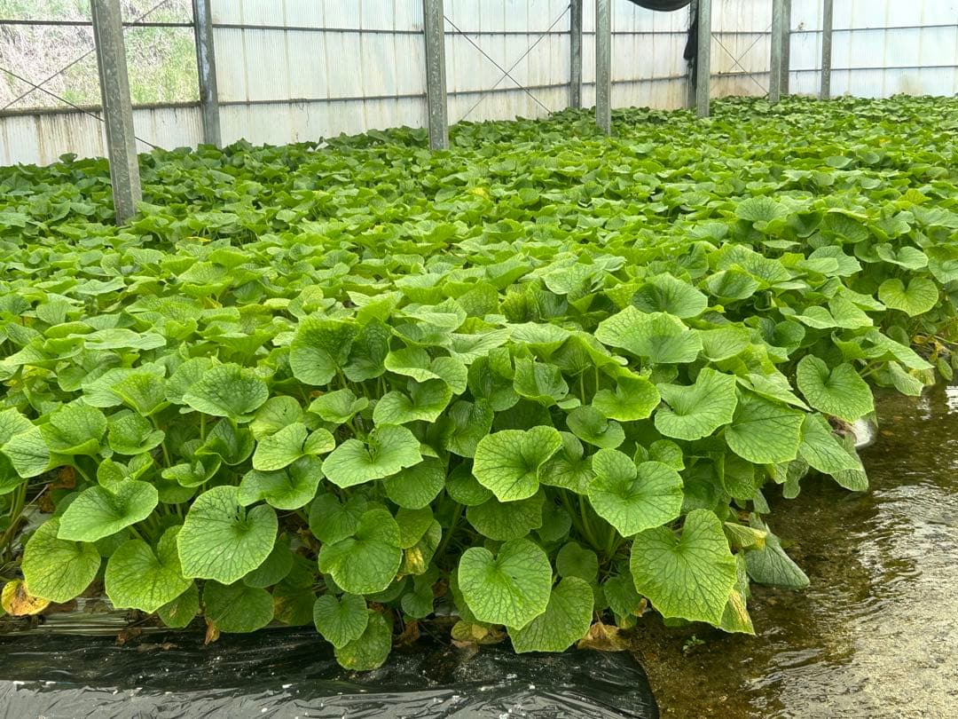 安曇野産 本生わさび 約1kg 不揃い 業務用 採れたて 直送