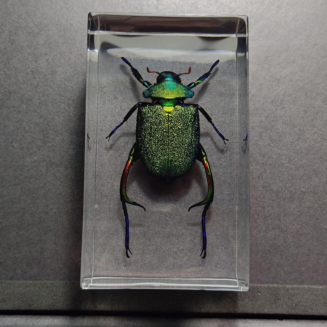コガネムシ レジン封入標本