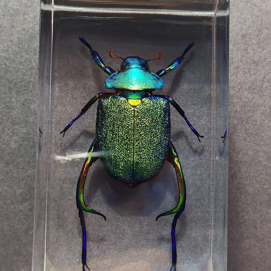 コガネムシ レジン封入標本