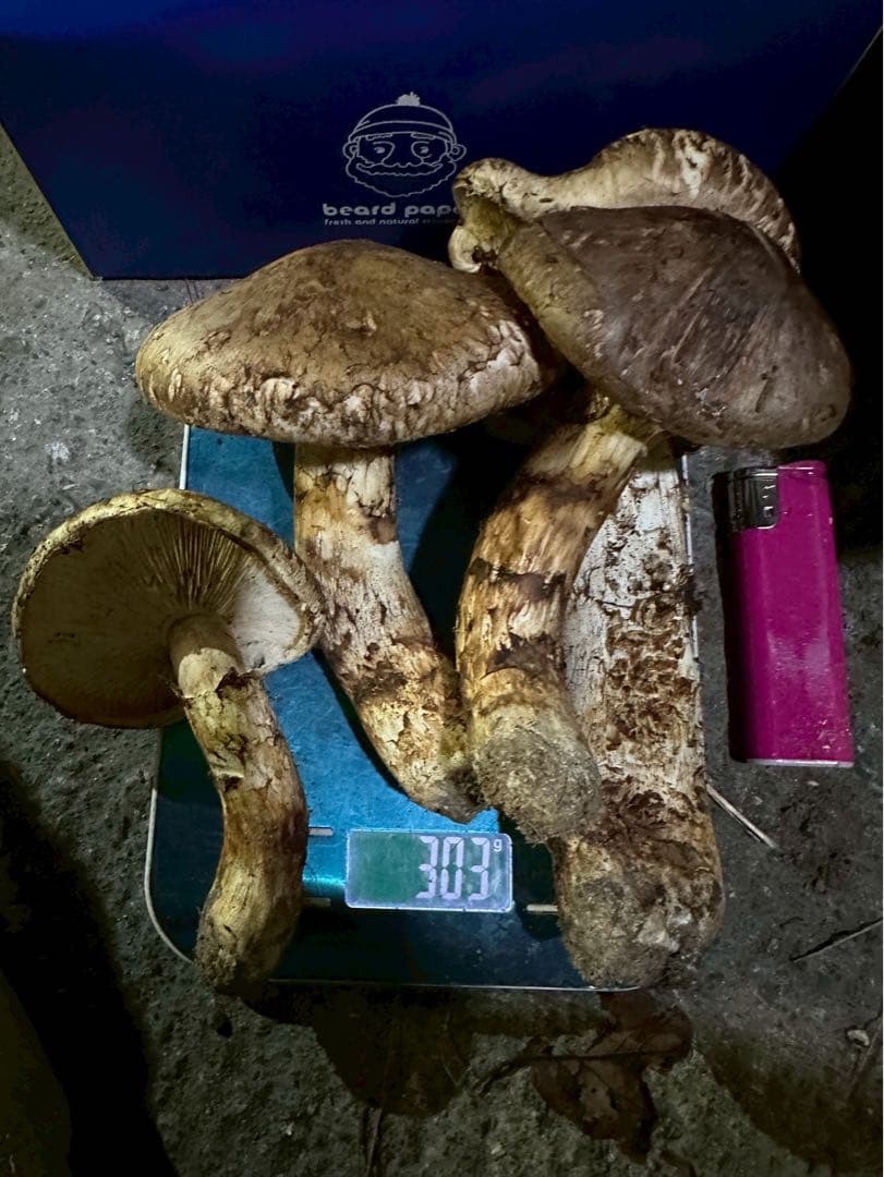 岩手県下閉伊郡産　松茸300g 10/10収穫