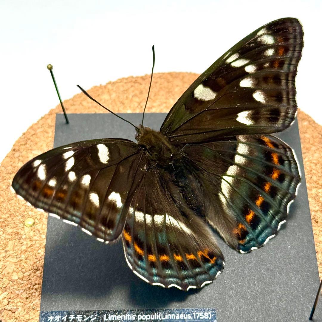 【立体標本】国産蝶　オオイチモンジ　ライブ標本