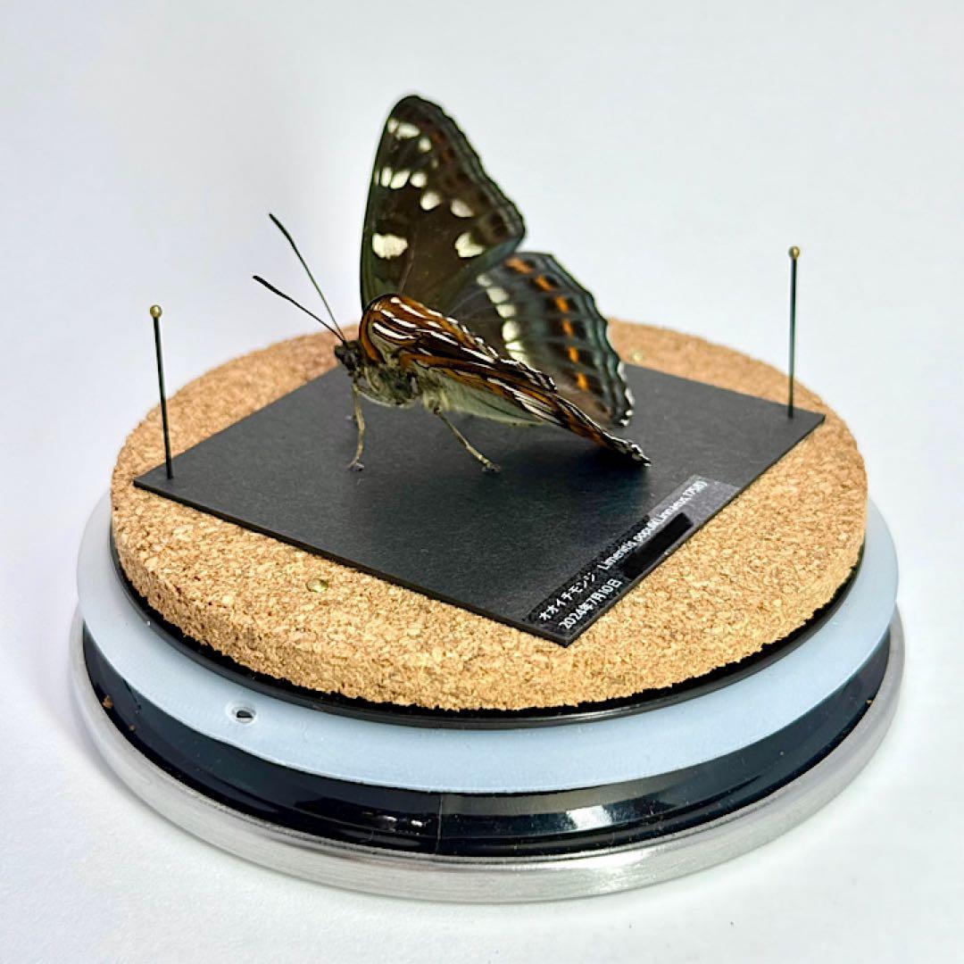 【立体標本】国産蝶　オオイチモンジ　ライブ標本