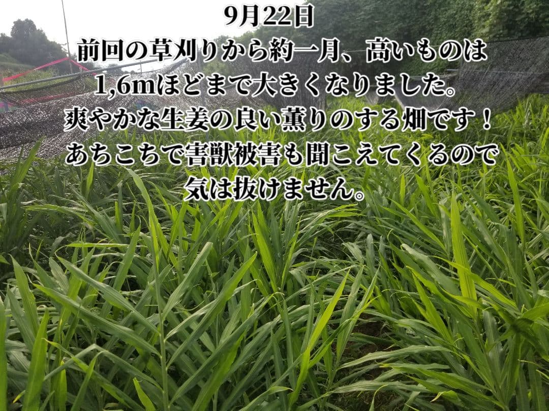 しらとり　古根生姜　5kg　期間限定価格