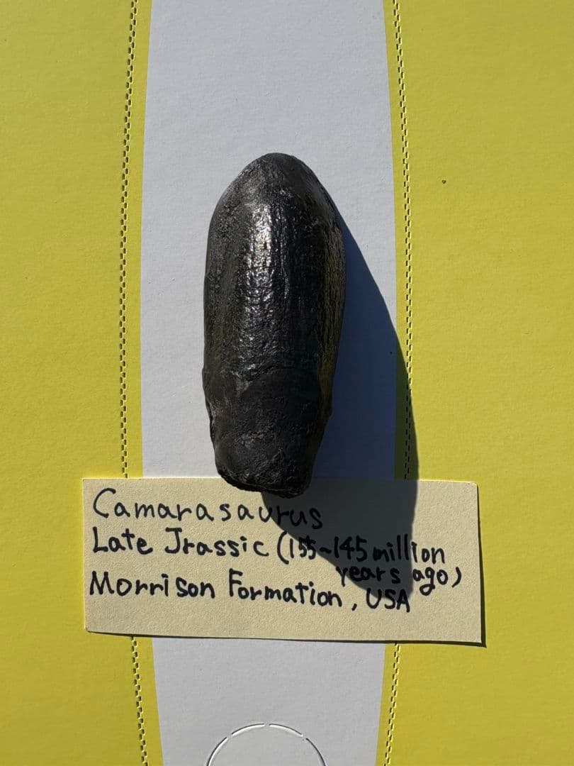 Camarasaurus 化石 後期ジュラ紀 モリソン層