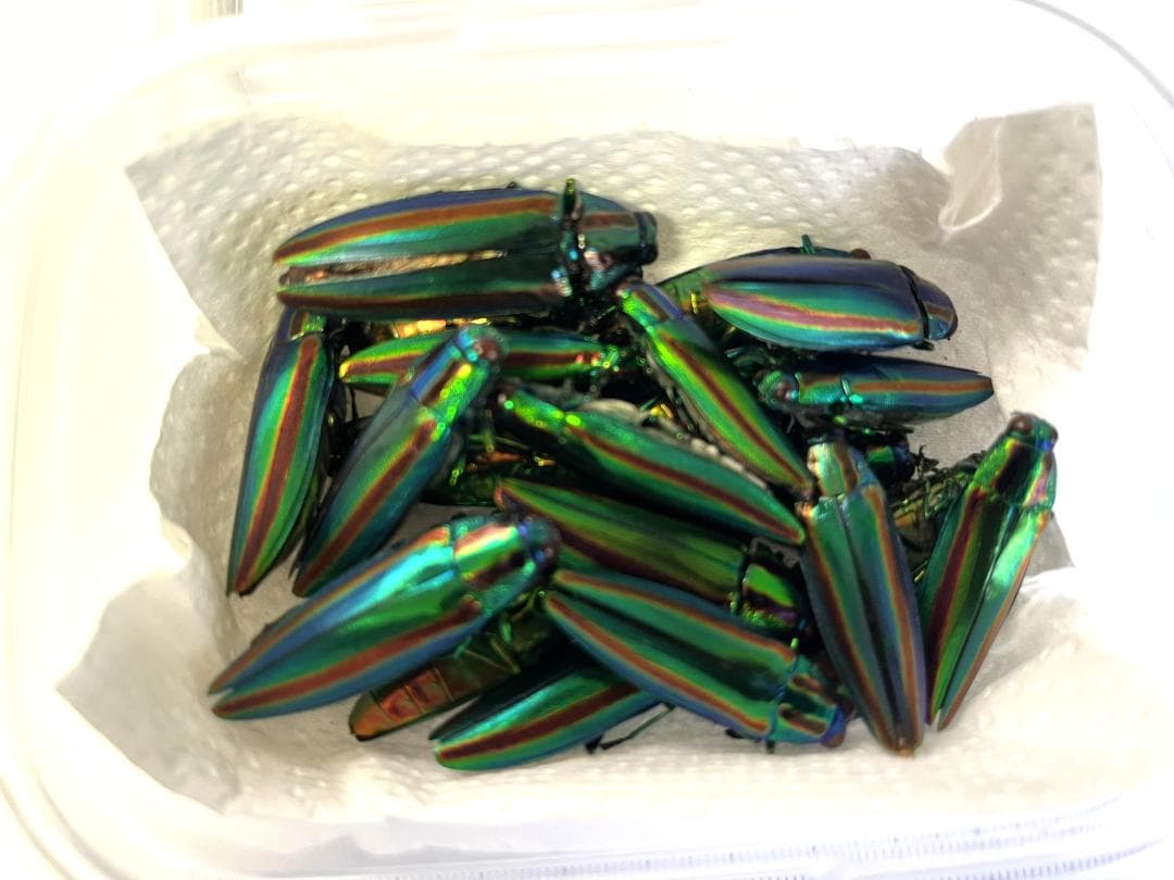 ヤマトタマムシ　森の宝石　個体23匹