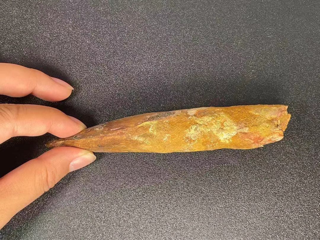 スピノサウルスの歯 15cm