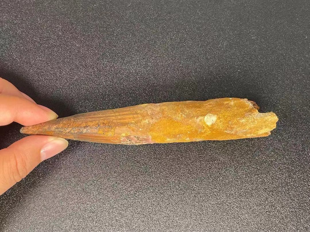 スピノサウルスの歯 15cm