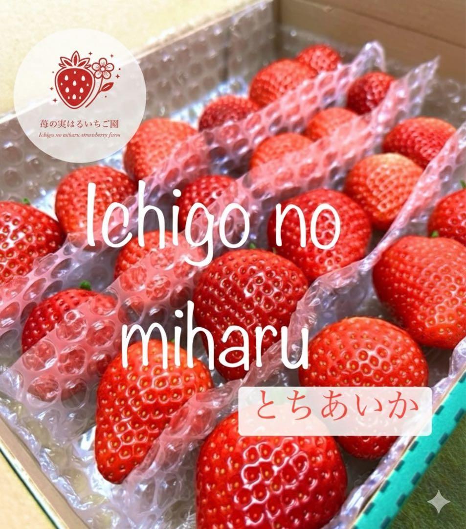 栃木県産とちあいか　初物苺×3 苺の実はるいちご園　【20個限定】 チップ