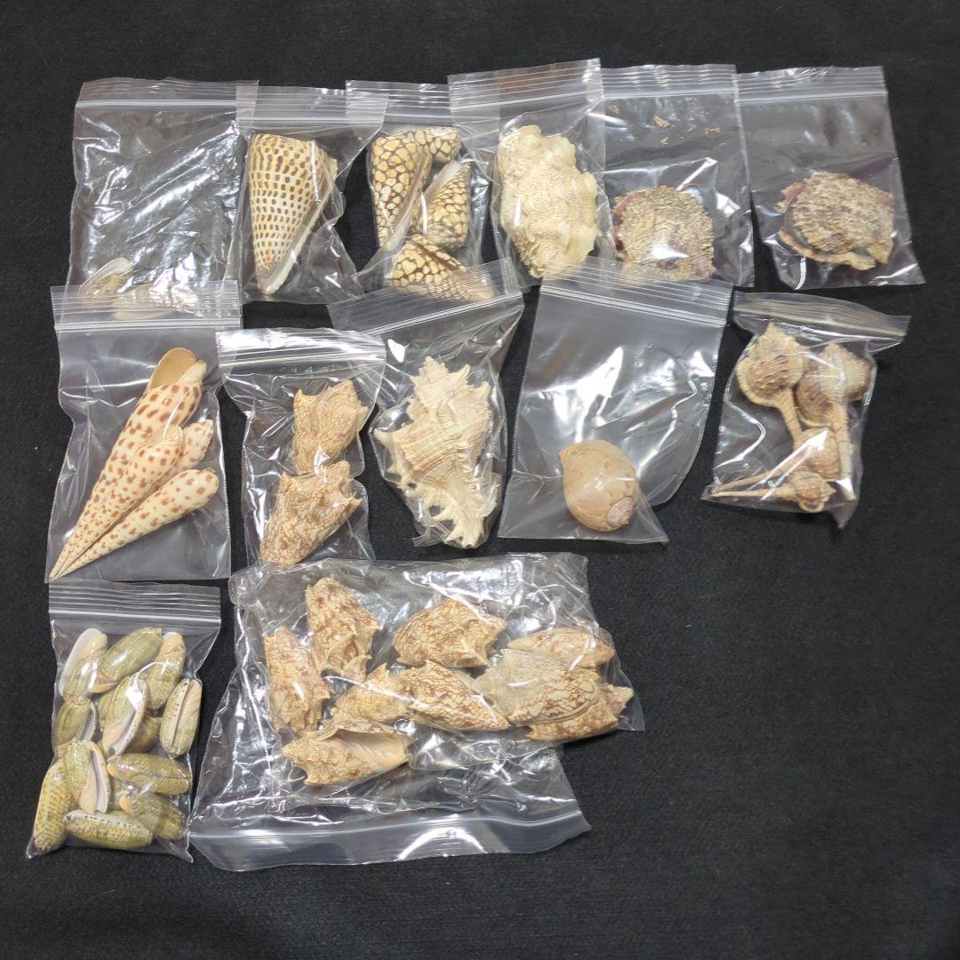 下*田様 貝殻　まとめ売り　（タカラ貝等々…）　標本