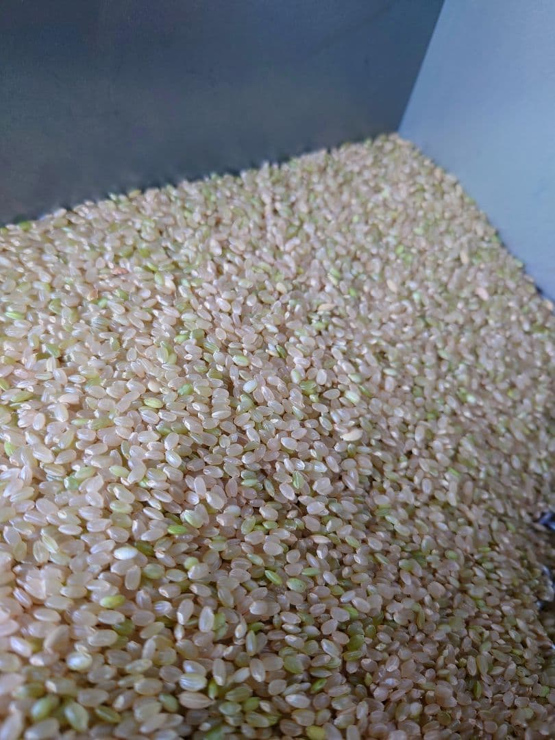 令和7年 新米 ! 精米無料 ! 栃木県大田原 黒羽産コシヒカリ 玄米10㎏