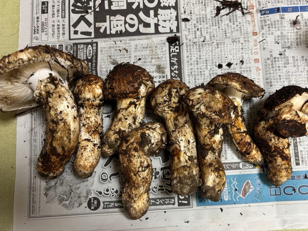 岩手県　国産　松茸　【本日発送】