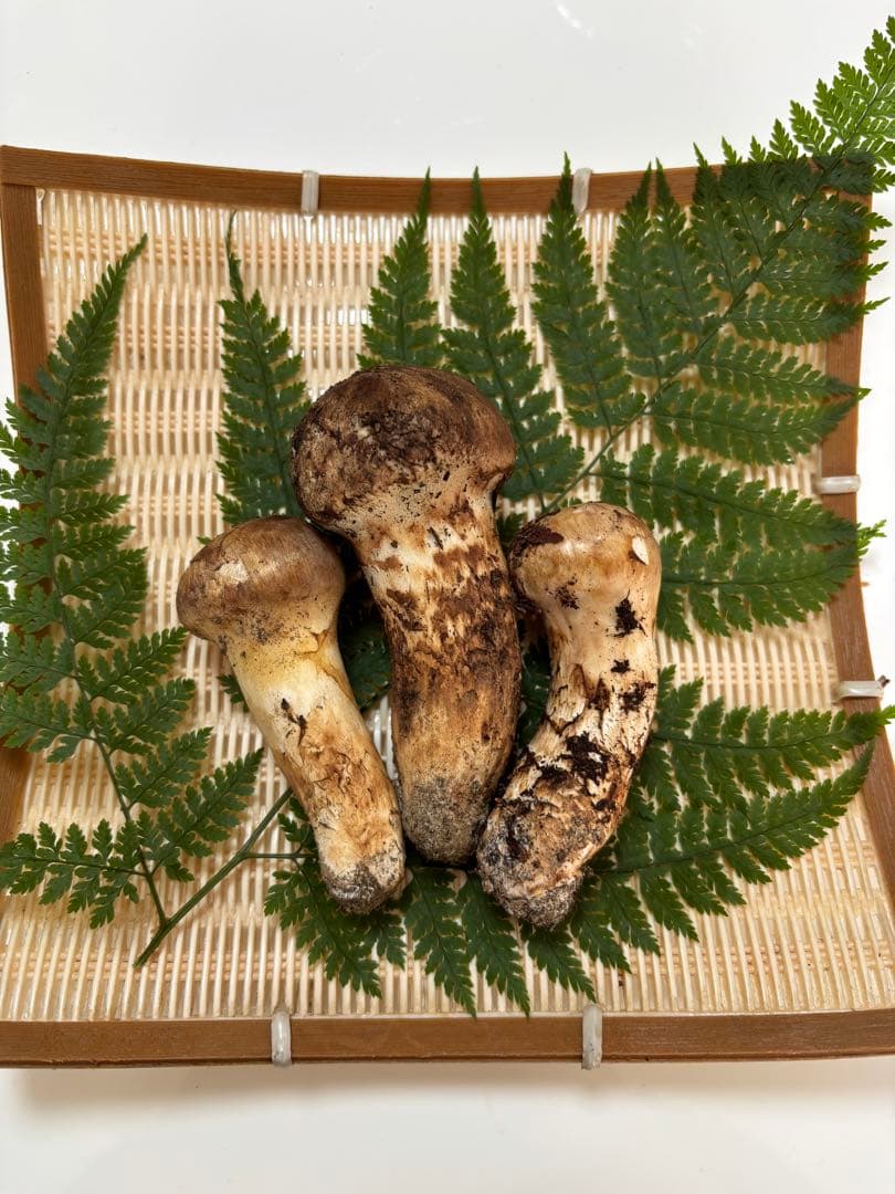 松竹梅　10/30 信州産 朝採れ松茸 101g 【今シーズンラスト！】