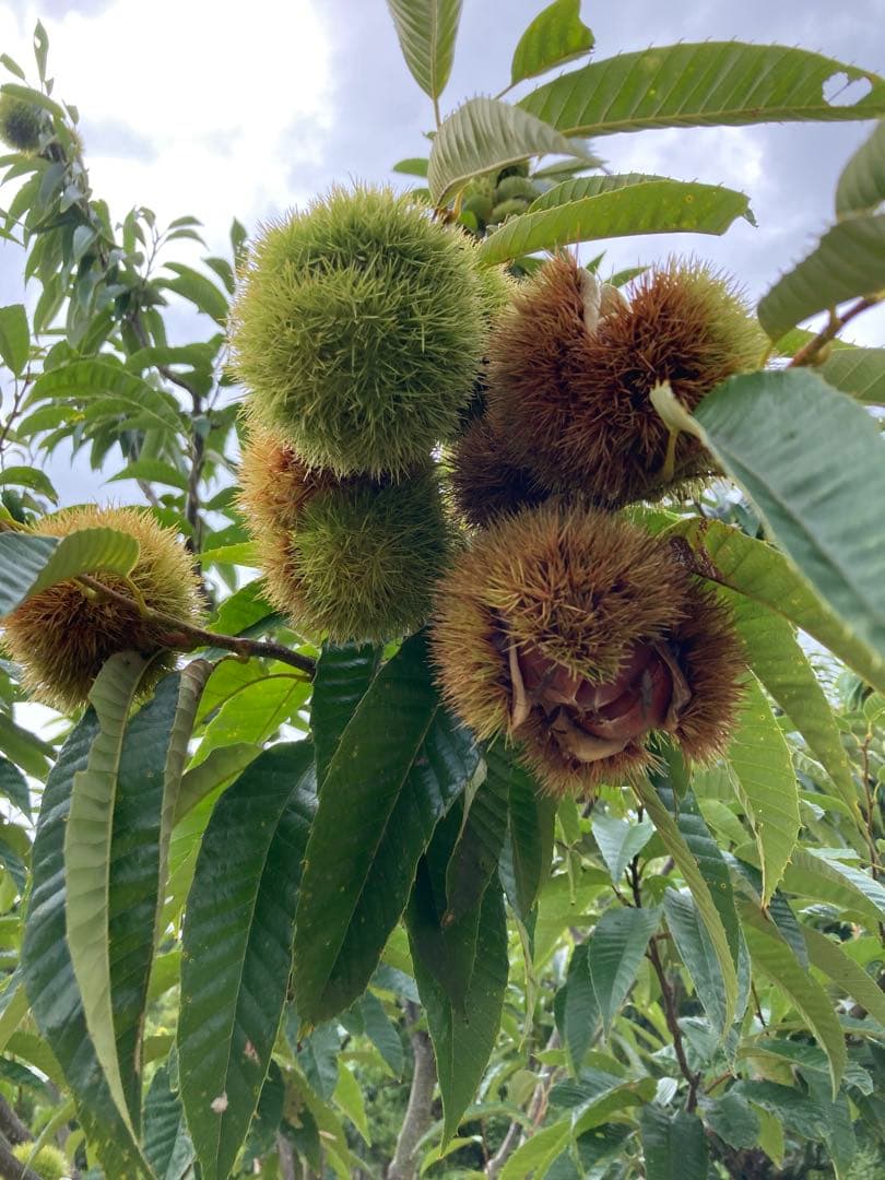 【今期ラスト】よく見るサイズ　2L ぽろたん　3kg