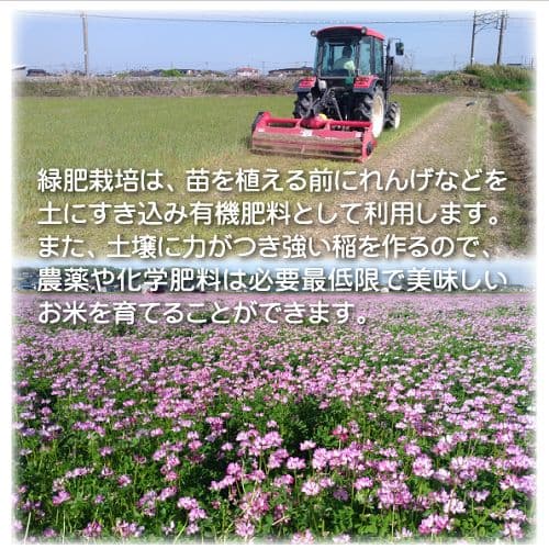 令和7年産 希少米 緑肥＆有機肥料 特別栽培米【朝日】20キロ