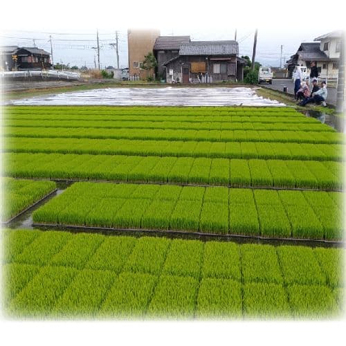 令和7年産 希少米 緑肥＆有機肥料 特別栽培米【朝日】20キロ