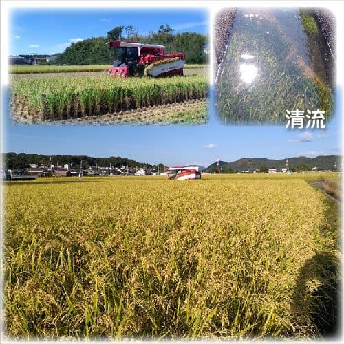 令和7年産 希少米 緑肥＆有機肥料 特別栽培米【朝日】20キロ